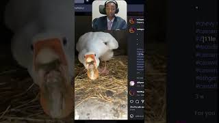 The Goose is a Little Bastard 🍗😭🥀  #reaction  #streamer #reels #tie #suit #live #fyp