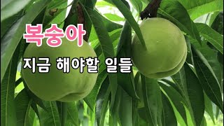 복숭아 농부는 지금 이렇게 놀고.있어요