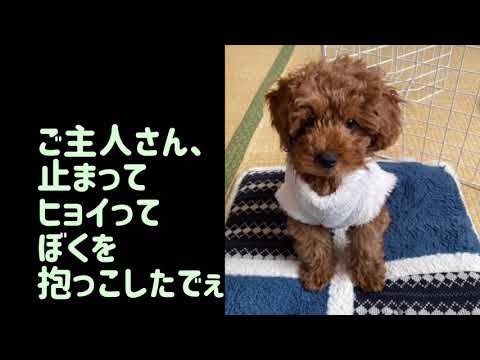 ワンワンU・x・Uお悩み相談室1️⃣4️⃣〜鯖江市「こはるくん」🐶＃自転車乗ったら横断歩道を渡る時には降りよう🚲
