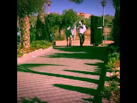 GALILEE K LAHAB. LAHEEB & HADAYYA BT. SACHRA