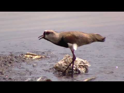 Quero Quero Cantando