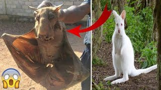 7 Animales Que Fueron Descubiertos Recientemente | Nuevas Especies.