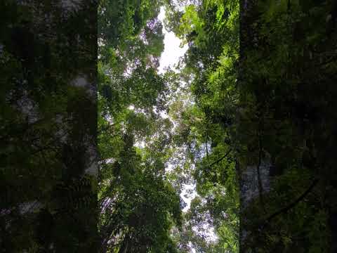 Cañon de la Ceiba.El Doncello Caquetá
