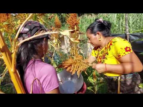 Harvesting Amaranth with Aurelia!