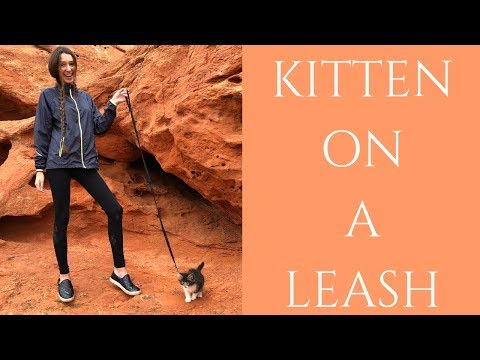 HOW TO LEASH TRAIN YOUR CAT