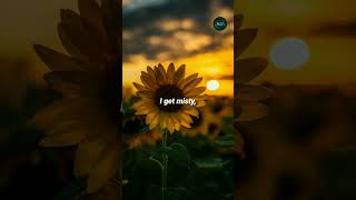 Misty Lesley Gore Lyrics #misty #lesleygore #lesley #lyrics #youtubeshorts #trending #youtube  #love