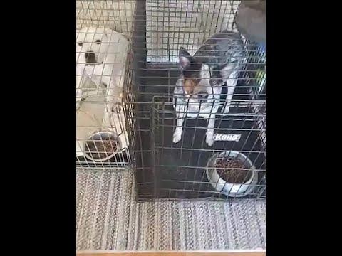 Pandemic Puppies vol. 2 Feeding without the Frenzy. Everything you Need to know about feeding Dogs