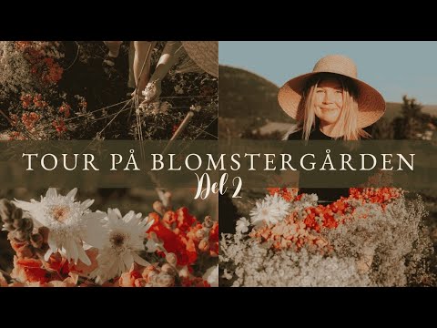 Tour på blomstergården - del 2 👩‍🌾 Her dyrker vi blomster i Telemark 🌻