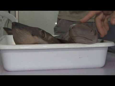 BOLETIM TJ UFSC - SEPEX 2017 - LABITEL