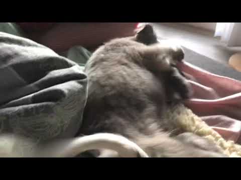 22.09.20 Gunilla und Galvin in meinem Bett morgens früh