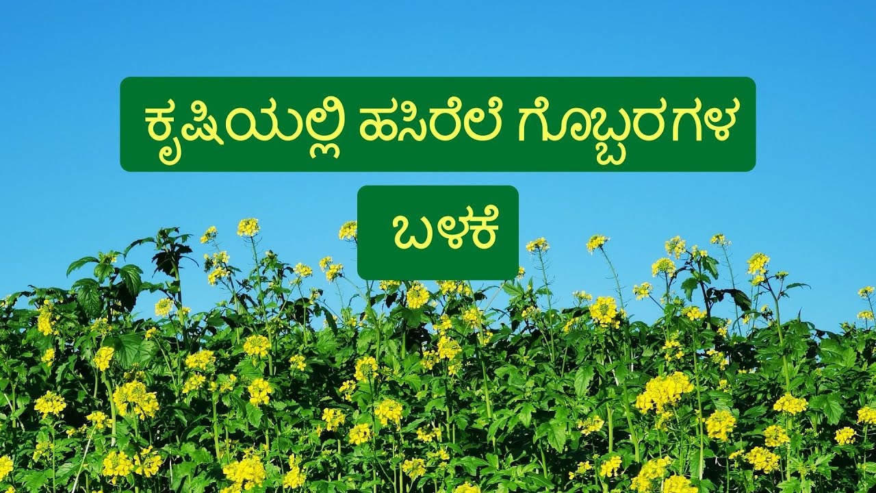 ಕೃಷಿಯಲ್ಲಿ ಹಸಿರೆಲೆ ಗೊಬ್ಬರಗಳ ಬಳಕೆ | Green Manure Crops