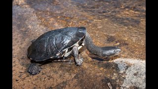 25 Fascinating Facts About Long-Necked Turtles | Discover the Secrets of These Aquatic Marvels