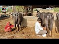 Buffalo Milk Collection Milkingvideo Dairyfarm Cowmilking Organicfarming Farmvlogs