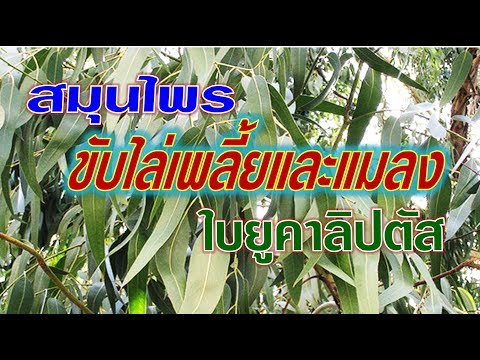 รักษากลาก Lithologic โรคสะเก็ดเงินในผิวเด็กฟุต
