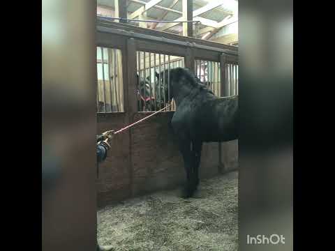 , title : '#lovers 🥰💞😍🔥#horses #beast #percheron #kingkong #dreamyponies #stallion #horsepower #stud #arabian'
