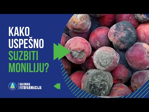 PAŽNJA: Monilija NAPADA Koštičavo Voće - Evo Koje su PREVENTIVNE MERE Zaštite!