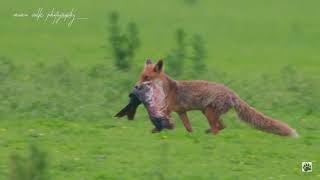Fox with fish #Oostvaardersplassen
