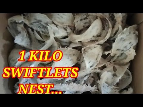 SWIFTLETS NEST#philippines #nest #birdsnest