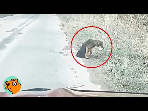 Woman Finds Poor Dog Crawling On The Road, She HAD To Step In | Cuddle Buddies