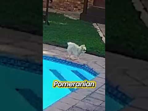 Bull terrier salva a pomeranian de ahogarse