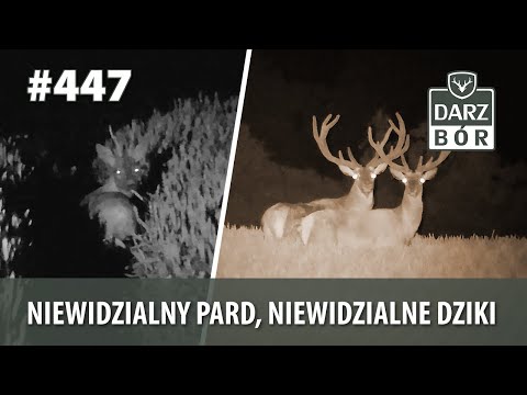 Darz Bór odc 447 Polowanie na dziki. Pard NV 007s -940. Test podczas polowania.