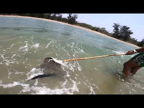 Nothing but spears/spearfishing!🦀🐟🎥🌊🏝🚤