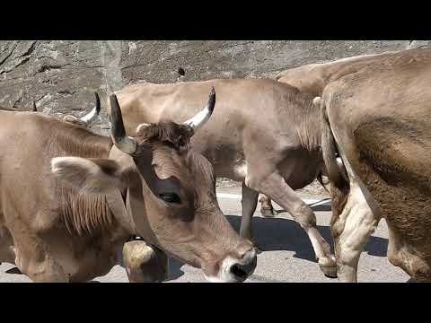 Transumanza "Az. Agricola Tondina Paolo" 2020. Le mucche dirette all'alpeggio.