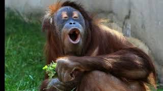 Funny Facial Expressions Of Animals