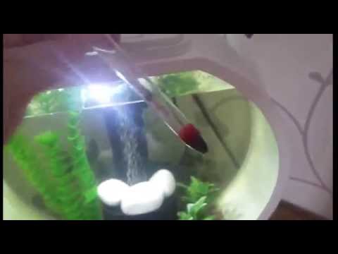 How to move a betta fish into a new tank!
