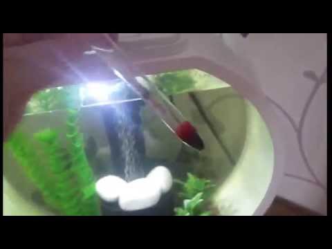 How to move a betta fish into a new tank!