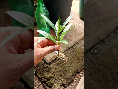 , title : 'How to grow oleander plant from cutting #shorts #youtubeshorts #oleanderplant #Cuttingpropagation'