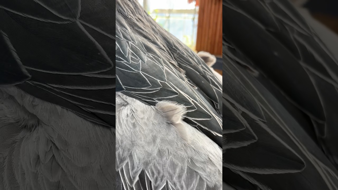 今日のおはようふたば(2026.4.2)【掛川花鳥園公式】