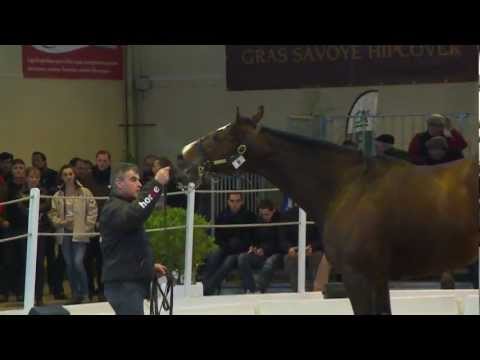 Salon des Etalons du Lion d'Angers 2013 : Monitor Closely