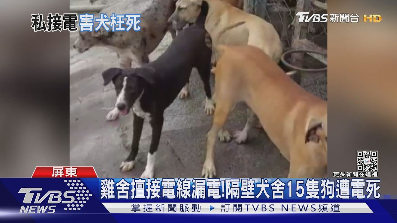 雞舍擅接電線又漏電！害慘隔壁犬舍　15隻狗遭電死