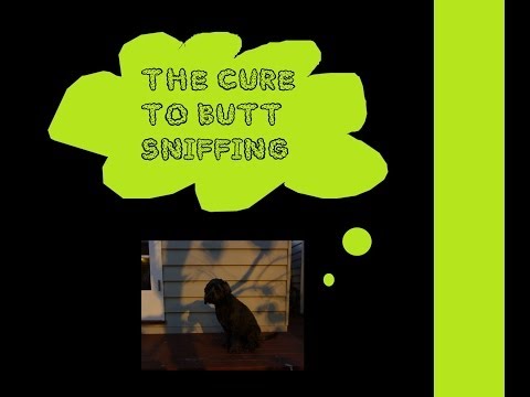 The Cure to Butt Sniffing