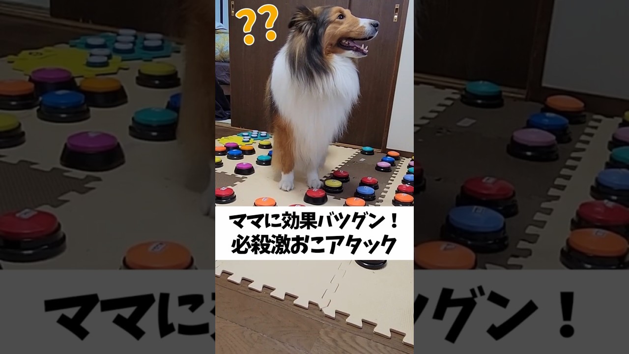 ママに効果バツグン！必殺激おこアタック【会話ボタンでしゃべる犬】 #shorts #犬