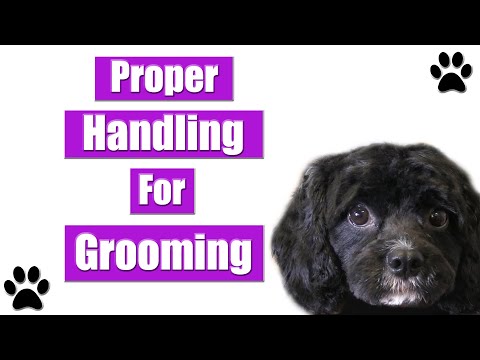 YouTube video about: How to restrain a dog while grooming?