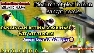 Download lagu Pancingan Pleci BETINA KOMBINASI Wit Wit ZIPPER! mp3