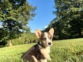 Welsh Corgi Pembroke dogs for sale: Annie - Video 3