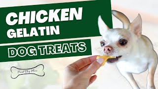 Chicken Jello Dog Treat Recipe (Benefits Joint Health) | Proud Dog Mom