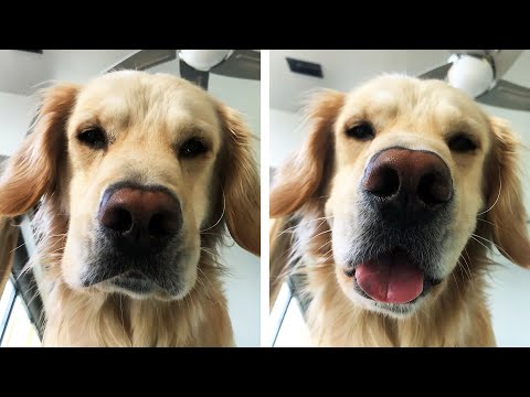 DOGS' BEST MOMENTS 2019