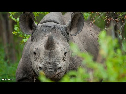 A black rhino safari  - SafariLIVE Sunset - 14 January 2026