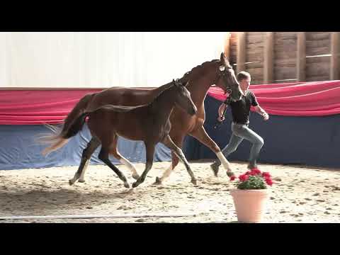 Stf v For Dance x Fuerst Heinrich x Figaro 2022