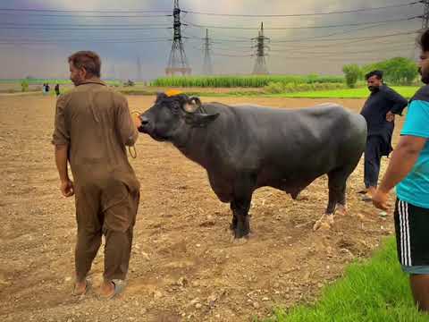 sakhi badshah 03019086245