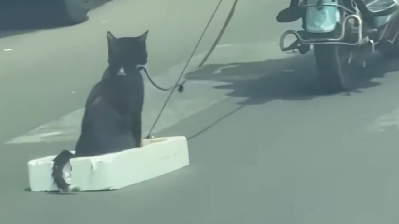 UNUSUAL MEMES COMPILATION V331