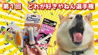 【京の柴犬】大波乱⁉てんちゃんが選んだのは...？　太郎の犬モノガタリ第461話