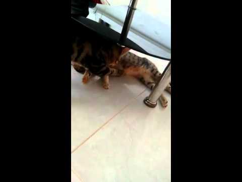Gato adulto es amamantado por su pequeña mamá.