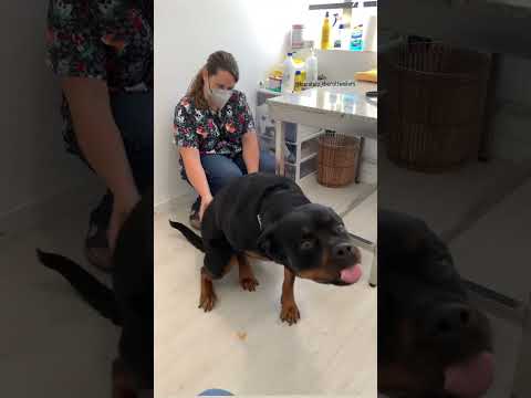 She got the ichies  So adorable 🥰🤍  #Shorts #rottweiler #dogs