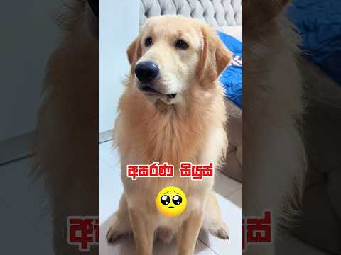 සෆායාගෙ අඳෝනාව නිසා අගතියට පත් සියුස් 😪 #සෆායා #සියුස් #siberianhusky #goldenretriever