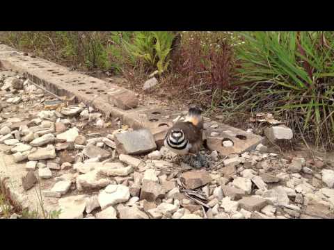 2012-05 HEN Bird video.MOV